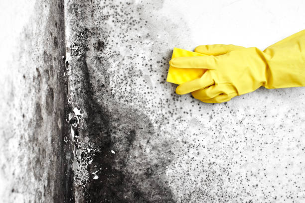 Best Mold Removal and Inspection  in Addis, LA