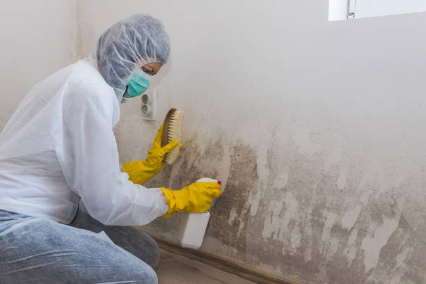 Trusted Addis, LA Mold Removal Experts
