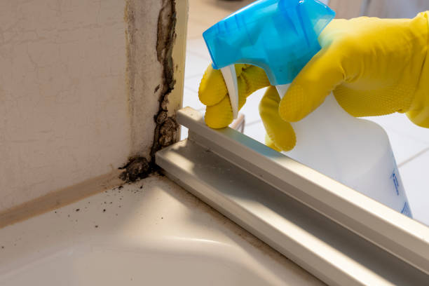 Best Black Mold Removal  in Addis, LA