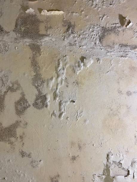 Best Emergency Mold Removal  in Addis, LA