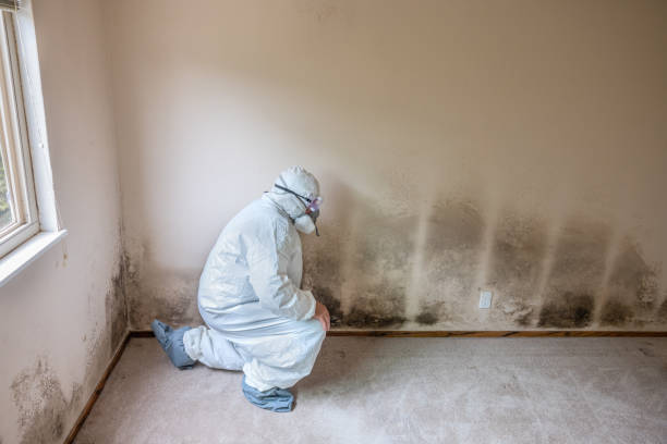 Best Toxic Mold Removal  in Addis, LA