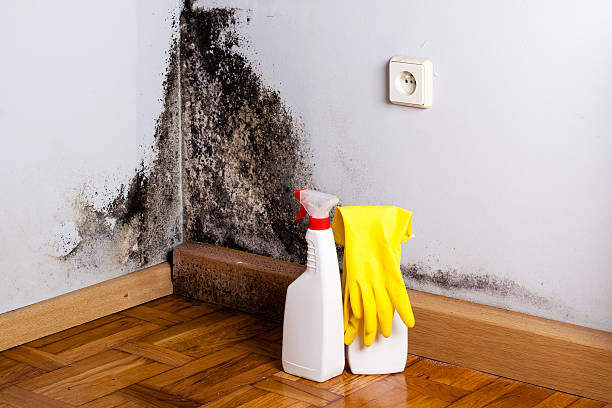 Best Certified Mold Removal  in Addis, LA