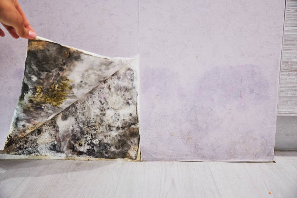 Best Mold Cleaning Services  in Addis, LA